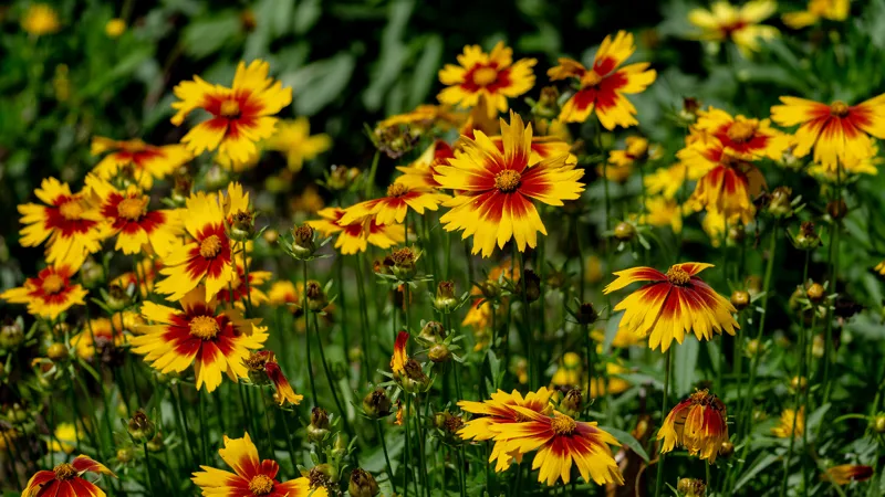 Yellow and red flowers in bloom.