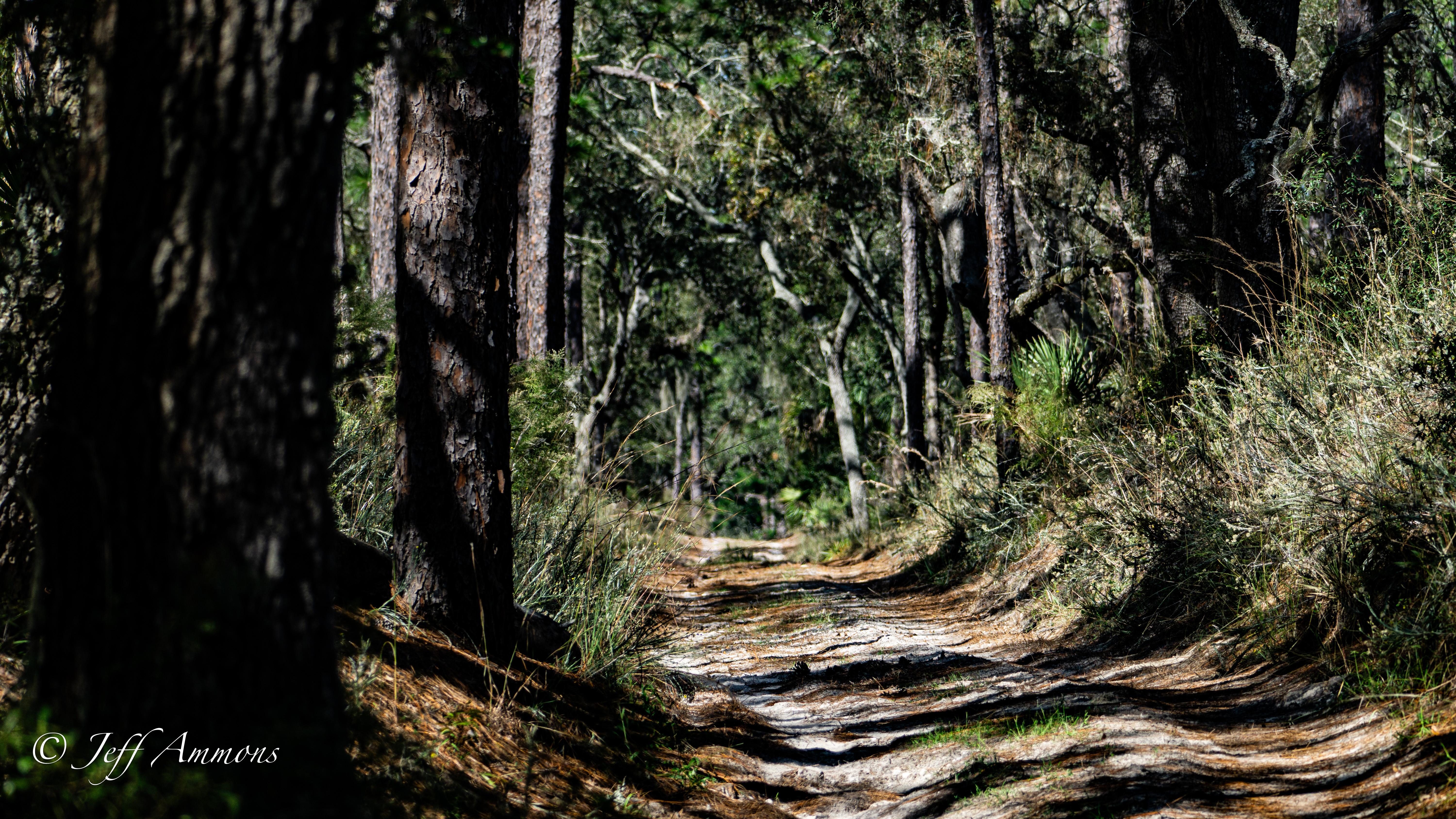Hiking trail in a central Florida pine forest.