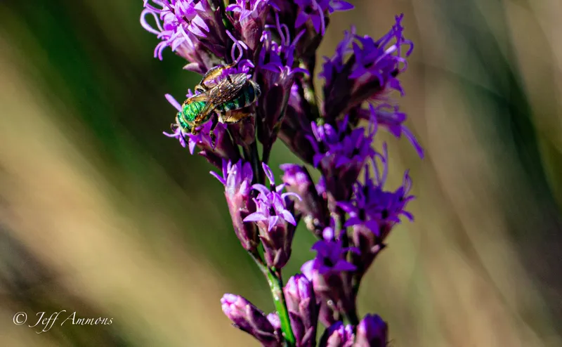 Metallic green bee on purple flowers at Wekiwa Springs State Park.