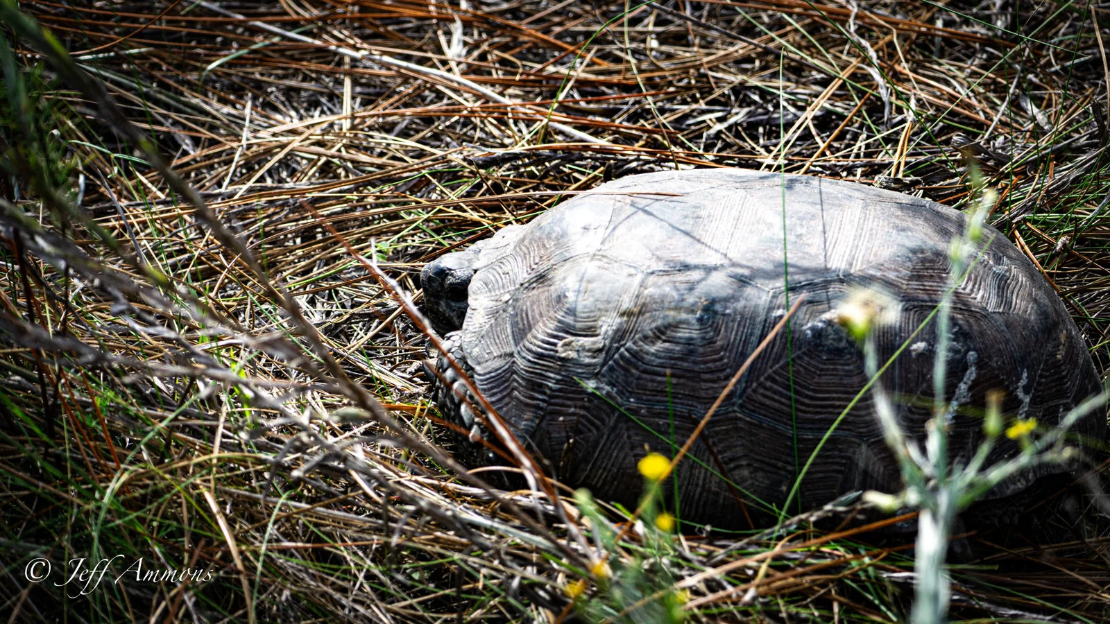 Gopher Tortoise Trying To Be Invisible