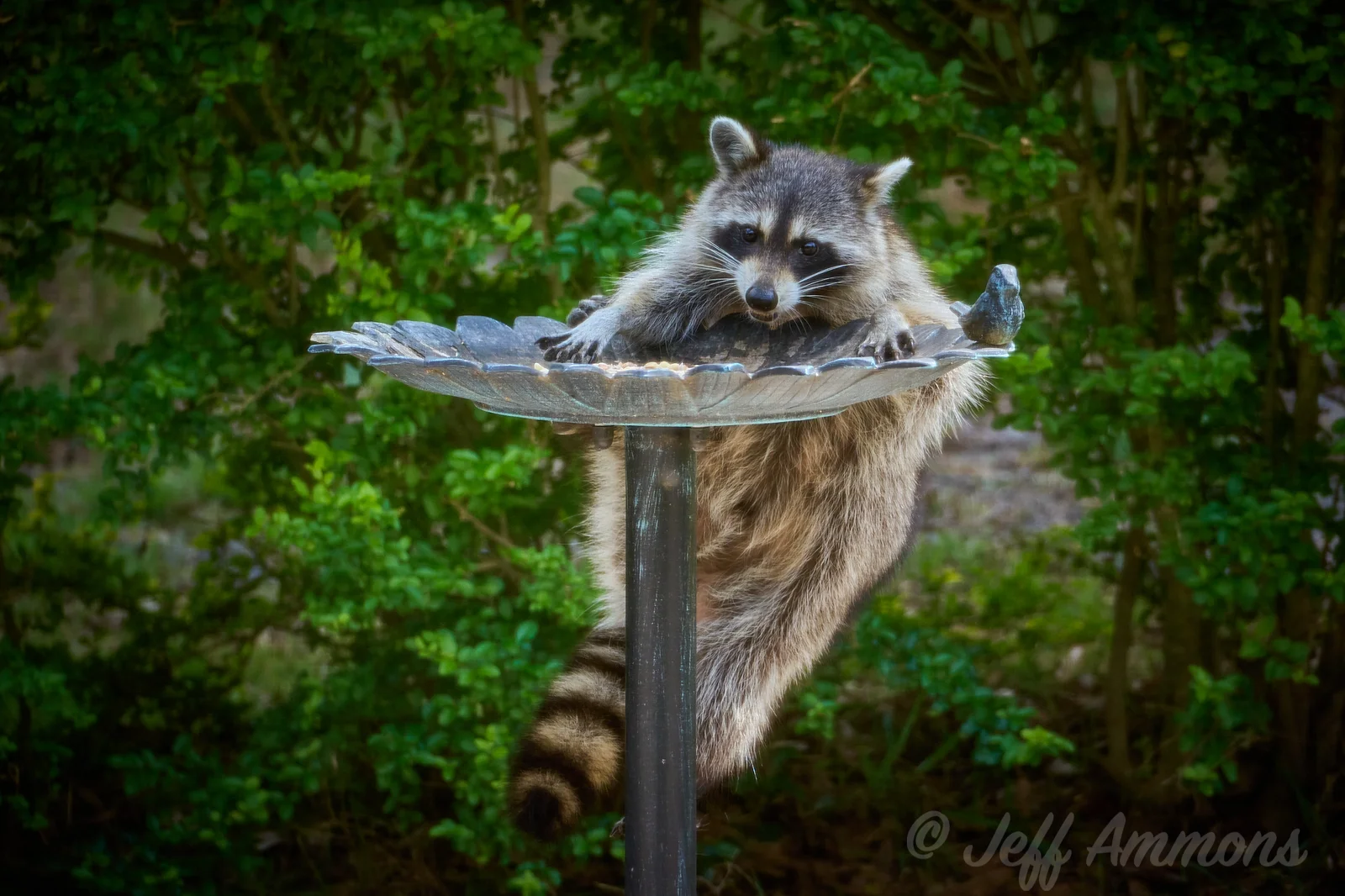 A raccoon with its distinctive black mask and ringed tail hanging from a metal bird bath, looking directly toward the camera
