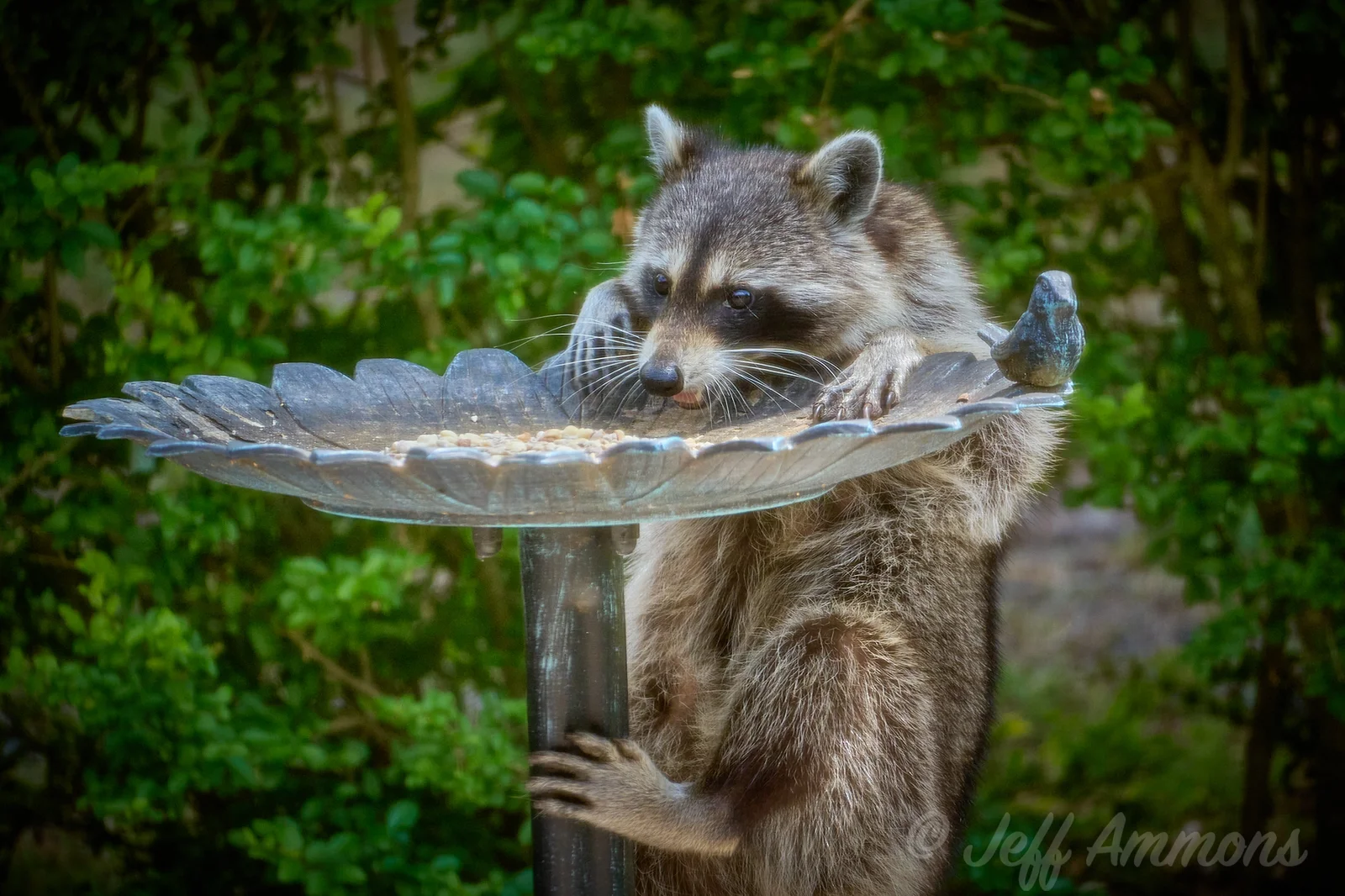 Raccoon with its mouth open eating seeds for a metal birdbath used as a feeder. The hands, feet and whiskers are prominent.