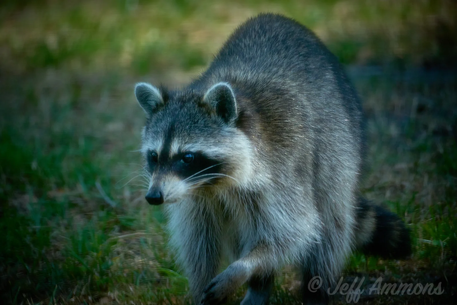 Raccoon staring off to the left of the image. Close-up of the raccoon showing its face with dark eye mask.