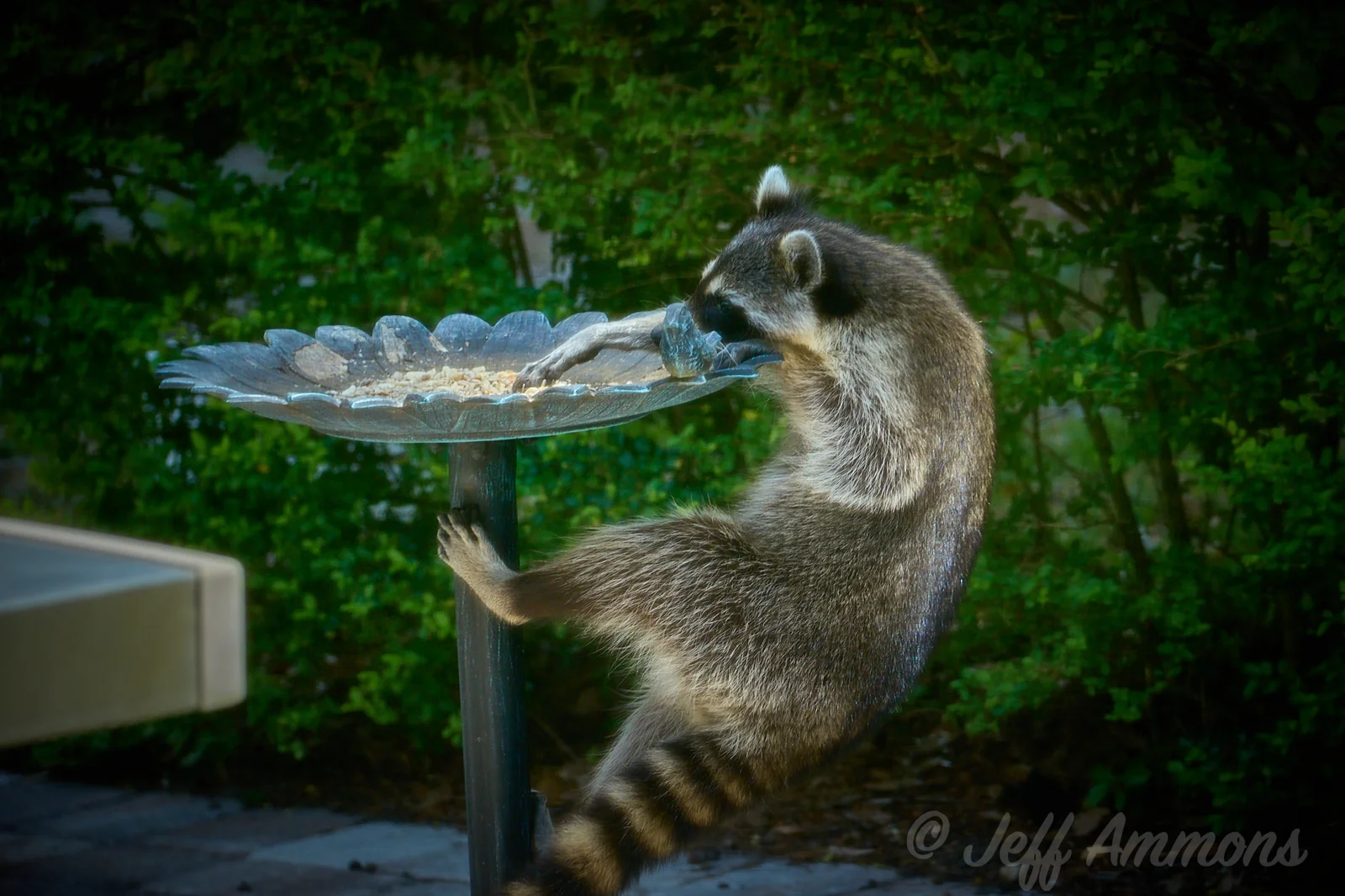 Raccoon hanging on to the birdbath/feeder with one paw while reaching with the other to get more seeds.
