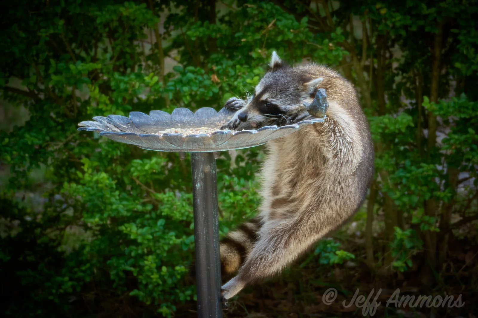 Raccoon hanging on to birdbath/feeder with one rear paw holding on to the top of the dish, and the other braced on the support pole. Very fuzzy fur.