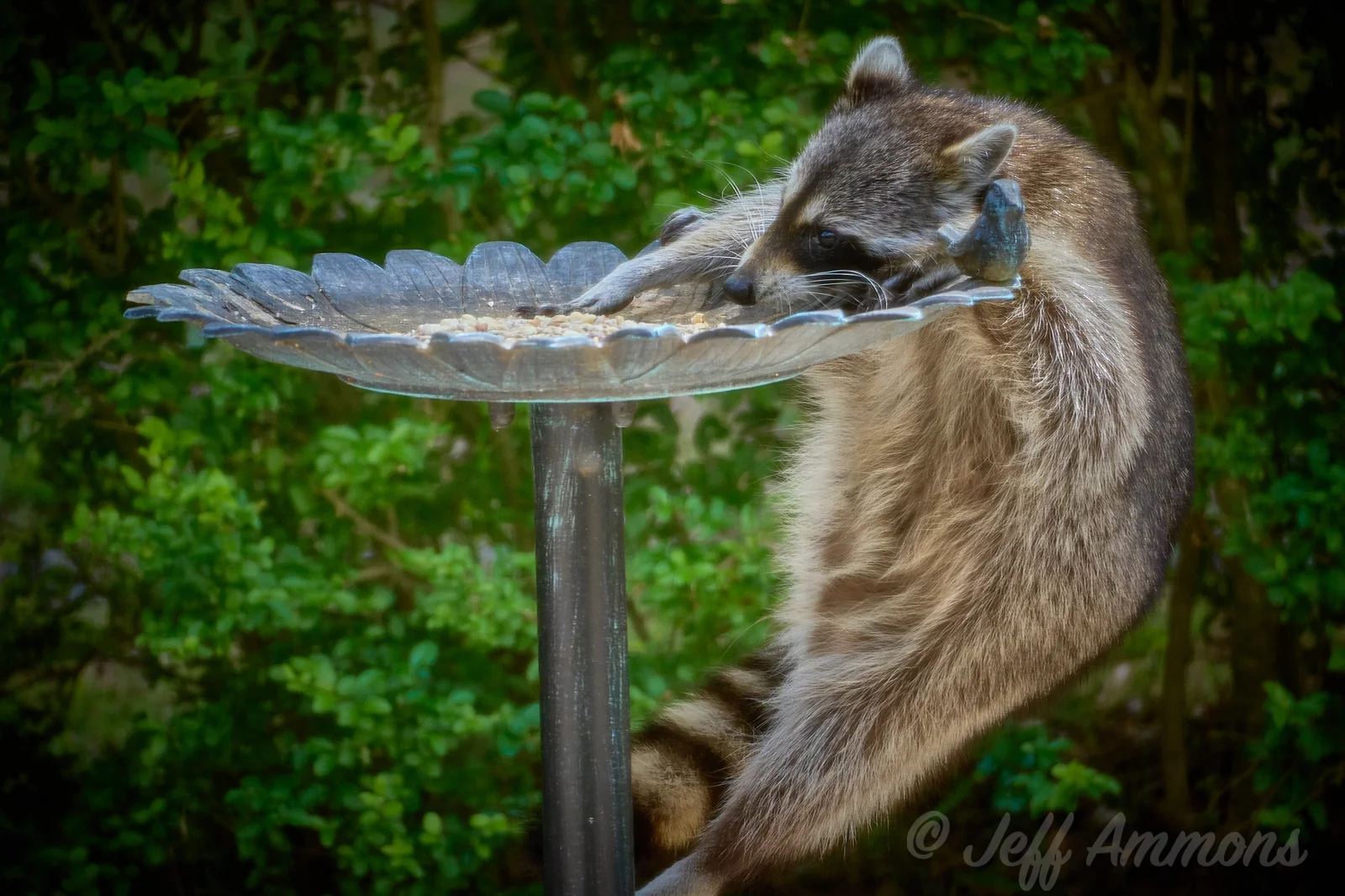 Very fuzzy raccoon hanging on to birdbath/feeder and trying to reach more seeds.