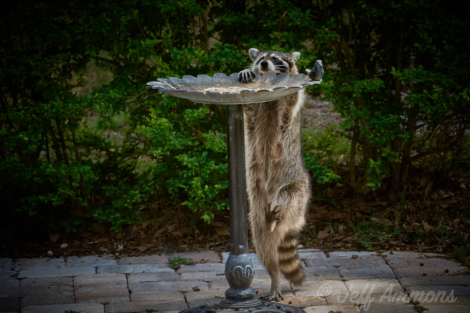 Raccoon standing on one leg with the other raised, about to pull up on to the rim of a metal birdbath/feeder.