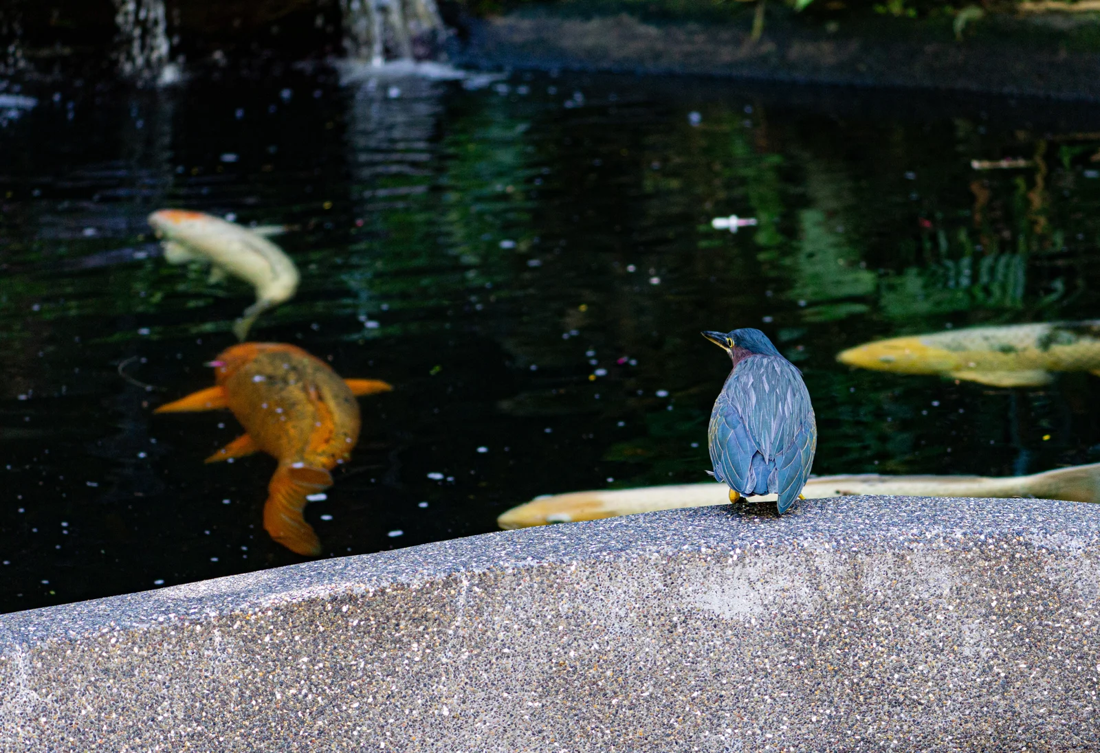 Dream Big: Green heron watching carp larger than itself in a pond